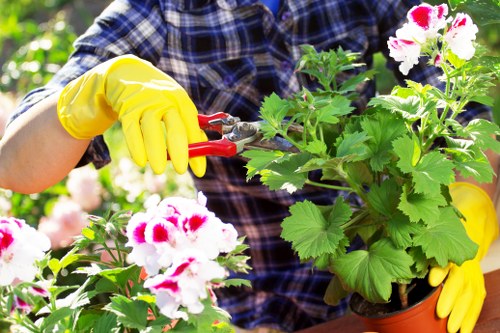 A gardener wearing a checked shirt and bright yellow gloves is tending to a lush, green potted plant with white and red flowers in an outdoor garden setting. The scene showcases a well-maintained backyard garden with a variety of plants and flowering shrubs, set against a backdrop of sunlight filtering through trees. The gardener's hands are using pruning shears to carefully trim the plant's foliage, indicating garden maintenance work. The garden features a mix of vibrant green leaves, blooming flowers, and textured soil or mulch visible around the plants, with natural light highlighting the healthy growth. The environment appears organized and cultivated, reflecting professional gardening and landscaping practices typical of residential outdoor spaces in Hounslow. This image exemplifies the type of lawn and garden care services offered by landscapershounslow.co.uk, emphasizing attention to plant health and garden aesthetics in the local area.
