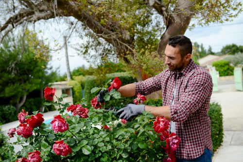 A man with short dark hair, dressed in a red and white checkered shirt and grey gardening gloves, is tending to a lush bush of vibrant pink roses in a well-maintained front garden during daytime. The garden features a paved pathway running alongside the flower bed, with neatly trimmed hedges and small trees in the background. A large tree with spreading branches and green foliage provides shade over the area. The scene is set in a suburban neighbourhood with neighbouring houses, and the sky appears clear with natural daylight illuminating the garden. This outdoor space showcases typical landscaping elements such as flowering plants and paved walkways, suggesting professional gardening or landscaping services aimed at enhancing garden aesthetics in the Hounslow area, relevant to landscaping and lawn care themes. The overall environment conveys a calm, well-tended garden setting perfect for outdoor activities and garden maintenance, aligning with local gardening service offerings.