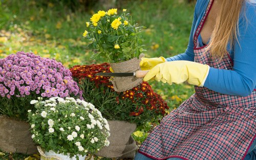 A person wearing a blue long-sleeved top, a checkered apron, and yellow gardening gloves is seen tending to a flower bed in a garden. The person is holding a small black container with bright yellow flowers, which are being placed among other potted plants. In the foreground, there are vibrant purple, white, and red chrysanthemums arranged in pots and on the ground. The garden features a lush green lawn with a softly blurred background of trees and plants, suggesting a well-maintained outdoor space typical of a residential garden in Hounslow. The scene is illuminated by natural daylight, indicating a clear, sunny day suitable for gardening activities, matching the services offered by Landscapers Hounslow for gardening and outdoor maintenance.