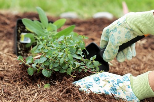 Summer garden maintenance in Hounslow