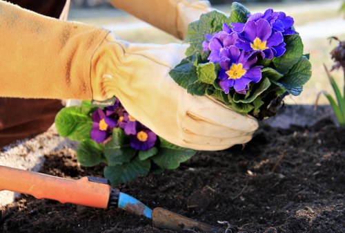 A close-up view of a gardener's hands wearing beige gardening gloves as they plant purple and yellow primrose flowers in a prepared garden bed with dark, moist soil. The flowers are vibrant with green leaves, arranged in a small cluster, and the surrounding area includes an outdoor garden space with some blurred plants in the background. The gardener is using a trowel with an orange handle to assist with planting. This scene is indicative of gardening work in a residential outdoor setting, with a neat, cultivated garden bed suitable for landscaping and maintaining garden aesthetics, typical of services offered by landscapers in Hounslow or similar areas in London. The natural lighting suggests a mild, partly sunny day, ideal for planting and outdoor garden maintenance.