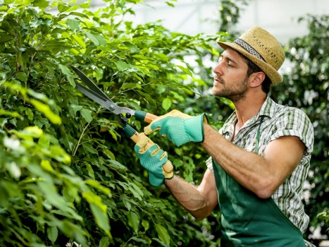 A man wearing a straw hat, green gardening gloves, and a checkered shirt is trimming a dense, leafy hedge in a well-maintained outdoor garden space. The hedge features bright green foliage and forms a natural boundary within a landscaped yard, with the branches and leaves extending along a wooden garden border visible in the background. The garden surface includes a lawn area with neatly cut grass, and a paved section with textured stone tiles nearby. Soft, natural daylight illuminates the scene, highlighting the healthy leaves and the man's focused expression as he carefully uses pruning shears. The environment appears tidy and well-cared-for, reflecting professional gardening practices. Landscaping services from Landscapers Hounslow are naturally associated with this maintained garden environment, emphasizing quality lawn care and hedge trimming in the Hounslow area. The overall setting depicts an organized, aesthetically pleasing outdoor space suitable for residential or commercial properties, with attention to detail in plant health and garden structure.