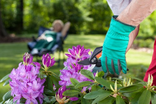 A person wearing a turquoise gardening glove is pruning a vibrant pink and purple flowering shrub in a well-maintained garden. The shrub is located at the forefront of the image, with lush green leaves and clusters of colorful blooms. In the background, there is a neatly cut lawn with a slight slope, bordered by a variety of mature trees and additional shrubs, providing shade and natural privacy. The sky appears clear, suggesting a bright, sunny day with natural light highlighting the garden's healthy plant life. The scene depicts careful garden maintenance, with tools typical of professional gardening services, such as pruning shears, indicating ongoing landscaping and lawn care work. The outdoor space looks clean and organized, suitable for outdoor activities or relaxation, reflecting a professionally maintained garden in the Hounslow area, consistent with expert services offered by landscapershounslow.co.uk specializing in garden renovation and outdoor space transformation.