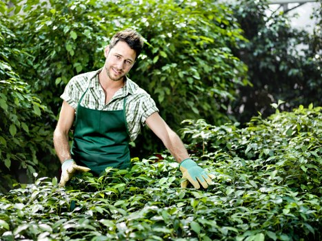 Hedge trimming service in Hounslow garden setting
