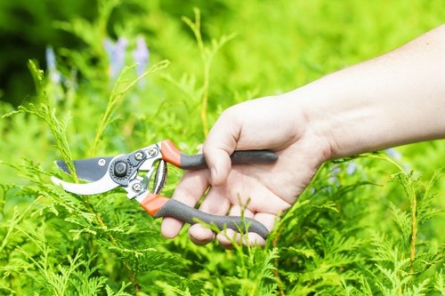Safe and efficient tree removal process