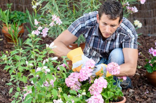 A man wearing a checked shirt and jeans is kneeling in a garden, tending to pink flowering plants with gardening gloves on, surrounded by lush green foliage, flower beds, and potted plants, in an outdoor space that appears well-maintained with dark soil and natural light, showcasing a scene typical of outdoor gardening activities carried out by Landscapers Hounslow in the local area near Hounslow TW or TW3 postcode, emphasizing the importance of sustainable gardening and garden maintenance services.